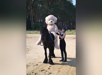 Fell pony, Gelding, 4 years, 14,1 hh, Black