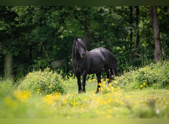 Fell pony, Gelding, 5 years, 13.2 hh, Black Fell pony, Gelding, 5 years, 13.2 hh, Black