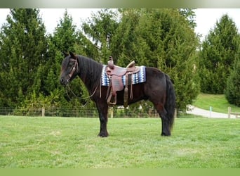 Fell pony, Gelding, 5 years, 13,3 hh, Black