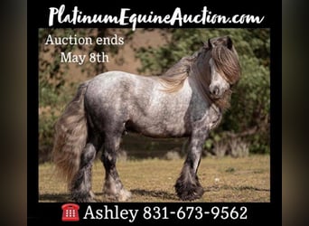 Fell pony, Gelding, 7 years, 14 hh, Gray-Dapple