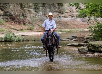 Fell pony, Gelding, 7 years, Black