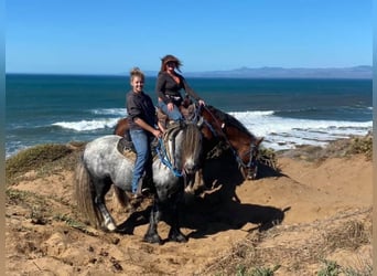 Fell pony, Gelding, 8 years, 14 hh, Gray-Dapple