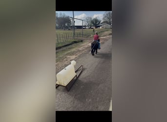 Fell pony, Gelding, 9 years, 10,1 hh, Black