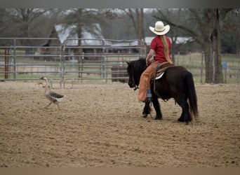 Fell pony, Gelding, 9 years, 10,1 hh