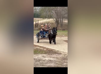 Fell pony, Gelding, 9 years, 10,1 hh