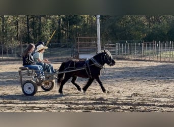 Fell pony, Gelding, 9 years, 10,1 hh