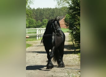 Fell pony, Hengst, 12 Jaar, 142 cm, Zwart