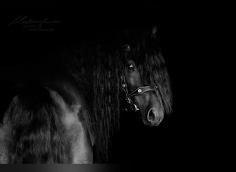 Fell pony, Hengst, 12 Jaar, 142 cm, Zwart