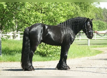 Fell pony, Hengst, 12 Jaar, 142 cm, Zwart