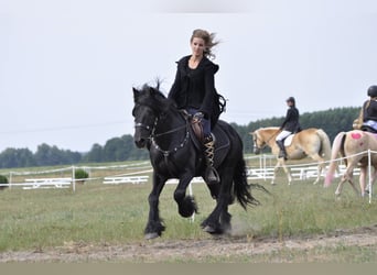 Fell pony, Hengst, 12 Jaar, 142 cm, Zwart