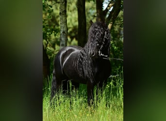 Fell pony, Hengst, 12 Jaar, 142 cm, Zwart