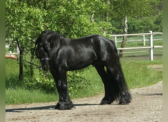 Fell pony, Hengst, 12 Jaar, 142 cm, Zwart