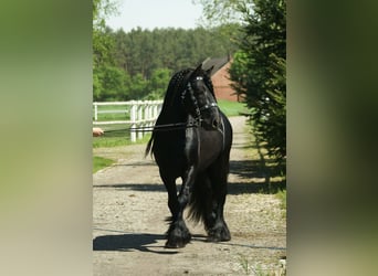 Fell pony, Hengst, 13 Jaar, 142 cm, Zwart