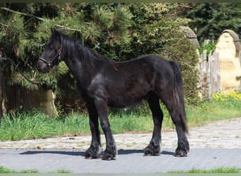 Fell pony, Hengst, 1 Jaar, 138 cm, Zwart