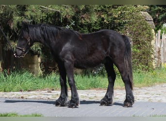 Fell pony, Hengst, 1 Jaar, 138 cm, Zwart