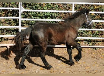 Fell pony, Hengst, 1 Jaar, 142 cm, Zwart