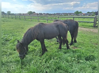 Fell pony, Hengst, 1 Jaar, Zwart