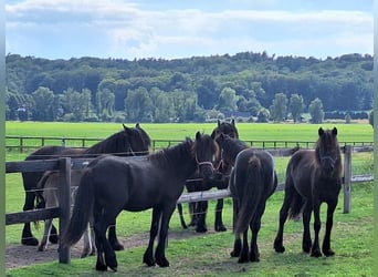 Fell pony, Hengst, 1 Jaar, Zwart