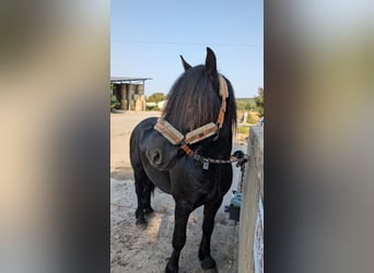 Fell pony, Hengst, 2 Jaar, Zwart