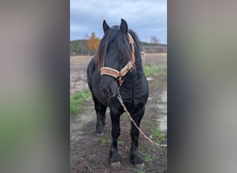 Fell pony, Hengst, 2 Jaar, Zwart