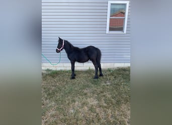 Fell pony, Hengst, Veulen (05/2025), 104 cm, Zwart