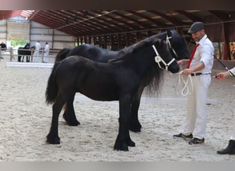 Fell pony, Hengst, veulen (01/2024), 140 cm, Schimmel