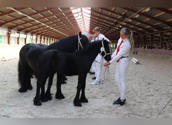 Fell pony, Hengst, veulen (01/2024), 140 cm, Schimmel