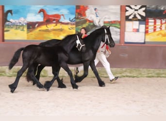 Fell pony, Hengst, veulen (01/2024), 140 cm, Schimmel