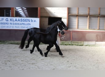 Fell pony, Hengst, veulen (01/2024), 140 cm, Schimmel