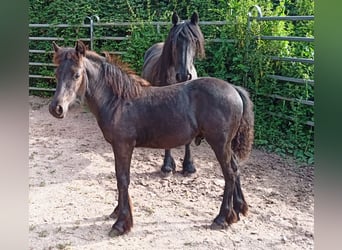 Fell pony, Hengst, veulen (04/2023), 142 cm, Donkerbruin