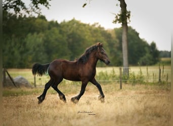 Fell pony, Hengst, Veulen (03/2026), Zwart