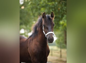 Fell pony, Hengst, Veulen (03/2026), Zwart