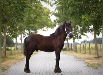 Fell pony, Hengst, Veulen (03/2026), Zwart