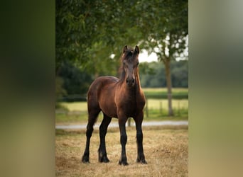 Fell pony, Hengst, Veulen (03/2026), Zwart