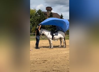 Fell pony, Mare, 10 years, 13,3 hh, Gray