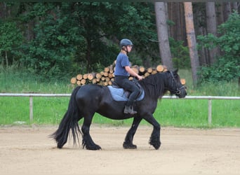 Fell pony, Mare, 10 years, 14,1 hh, Black