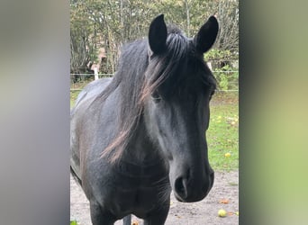 Fell pony Mix, Mare, 11 years, 14 hh, Black