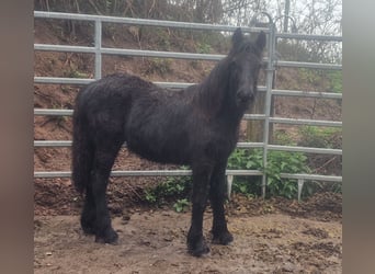 Fell pony, Mare, 1 year, 13.3 hh, Black