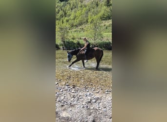 Fell pony Mix, Mare, 24 years, 14.2 hh, Brown