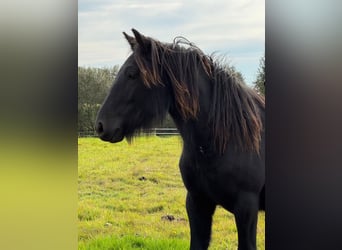 Fell pony, Mare, 2 years, 13.2 hh, Black