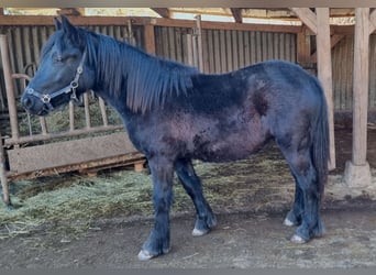 Fell pony, Mare, 2 years, 13.3 hh, Black
