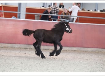 Fell pony, Mare, 3 years, 12.2 hh, Black