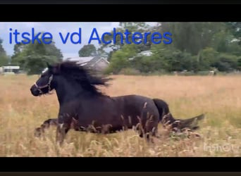 Fell pony, Mare, 3 years, 12.2 hh, Black