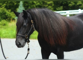 Fell pony, Mare, 3 years, 13,3 hh, Can be white