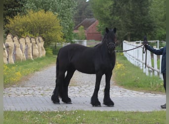 Fell pony, Mare, 3 years, 14.1 hh, Black