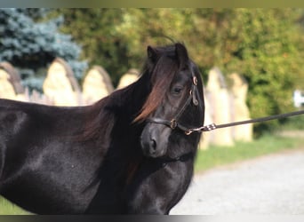 Fell pony, Mare, 4 years, 14,1 hh, Black