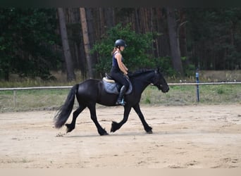Fell pony, Mare, 4 years, 14 hh, Black