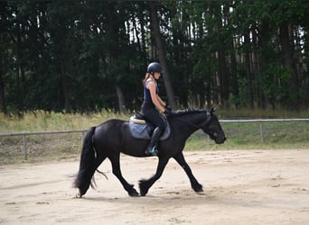 Fell pony, Mare, 4 years, 14 hh, Black
