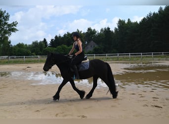 Fell pony, Mare, 4 years, 14 hh, Black