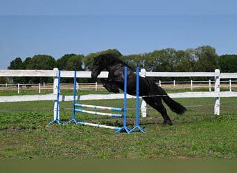 Fell pony, Mare, 4 years, 14 hh, Black